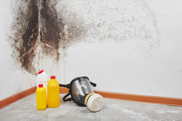 Best Industrial Mold Remediation in Norton, VA