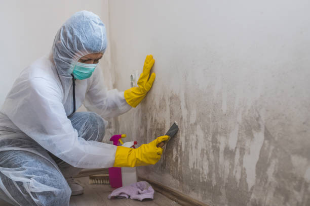 Best Bathroom Mold Remediation in Norton, VA