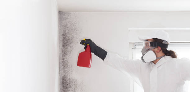 Professional Mold Remediation in Norton, VA