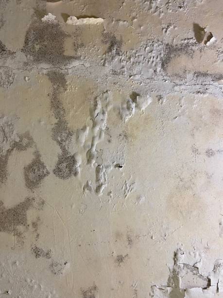Best Mold Remediation for Specific Building Types in Norton, VA