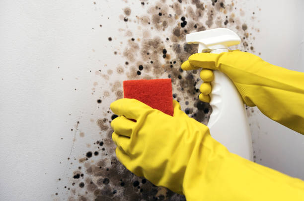 Best HVAC Mold Remediation in Norton, VA