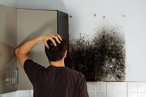 Best Industrial Mold Remediation in Norton, VA